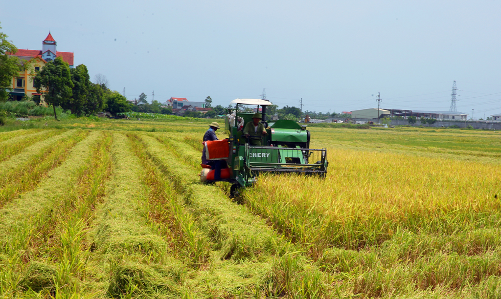 Yên Khánh: Vụ lúa đông xuân thắng lợi