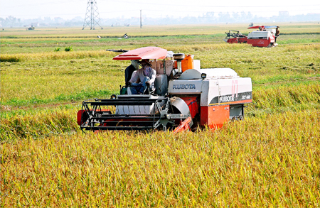 Nông dân Kim Sơn thu hoạch lúa đông xuân trong niềm vui 