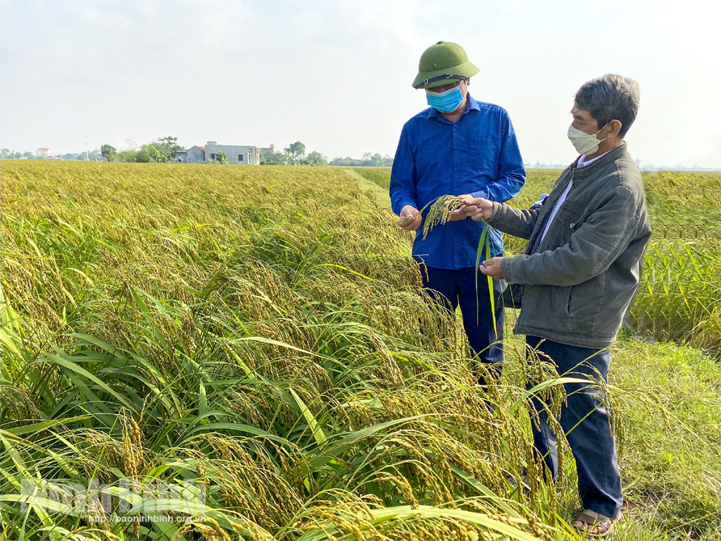 Sản xuất hữu cơ - hướng đi bền vững cho lúa gạo Kim Sơn