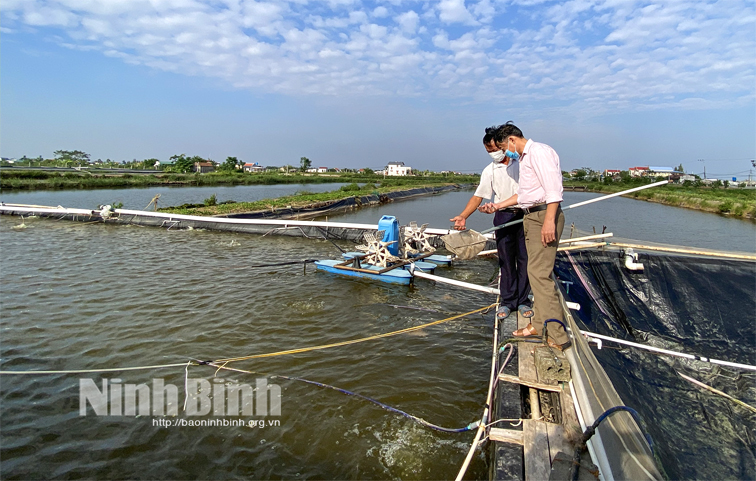 Nông dân vùng ven biển Kim Sơn đẩy mạnh nuôi trồng thủy sản phục vụ thị trường dịp cuối năm