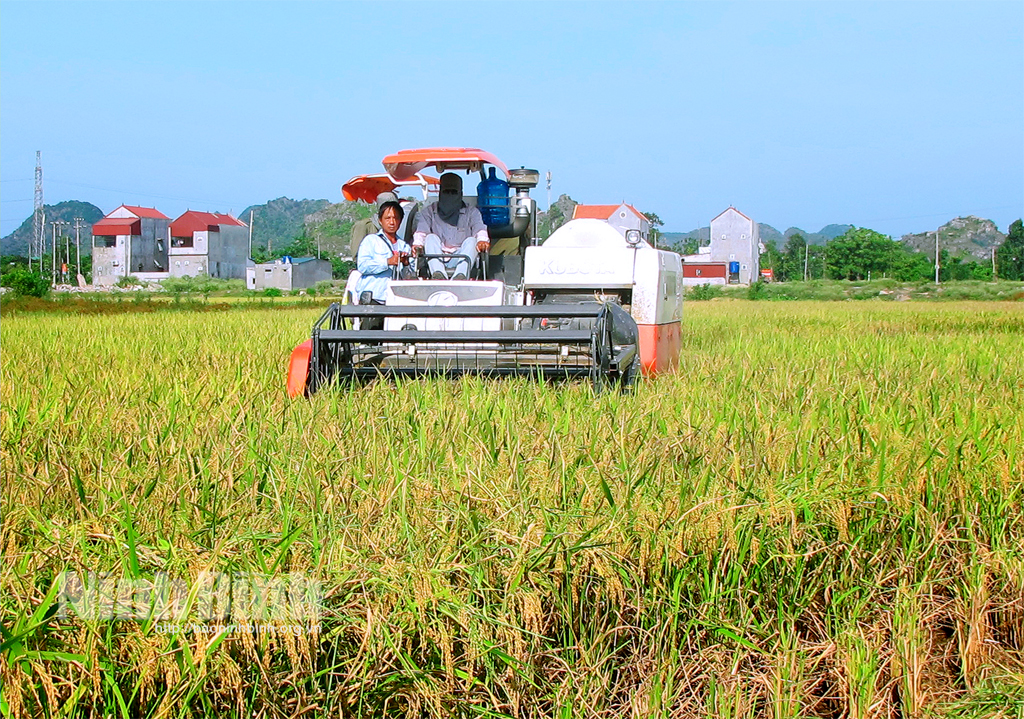Gia Viễn: Thu hoạch nhanh lúa ngoài đê