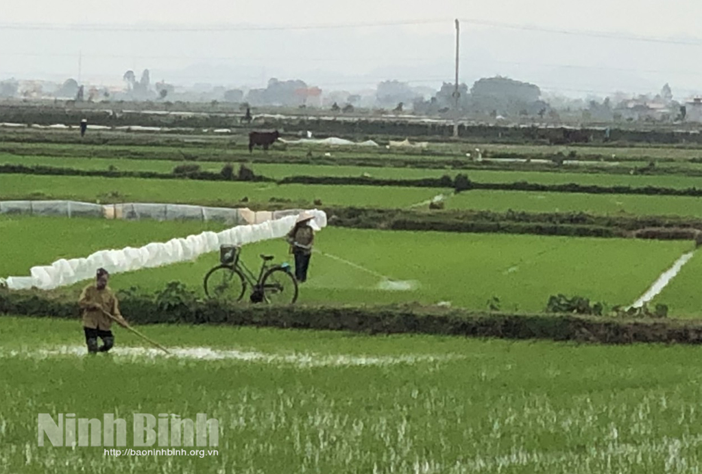 Yên Khánh, tập trung chăm sóc lúa xuân