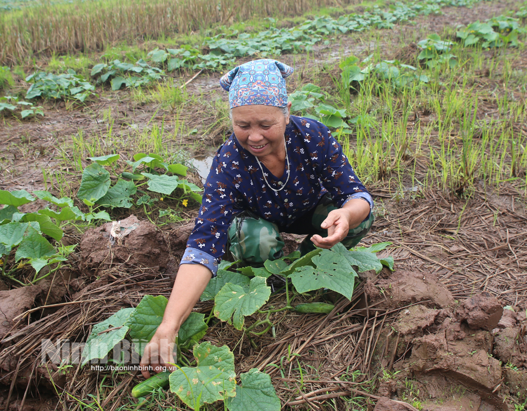 Trồng dưa chuột bò đất - cách làm sáng tạo của nông dân Khánh Trung