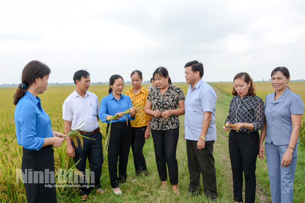 Nghiệm thu mô hình sản xuất lúa đặc sản, chất lượng cao theo hướng hữu cơ tại xã Yên Nhân