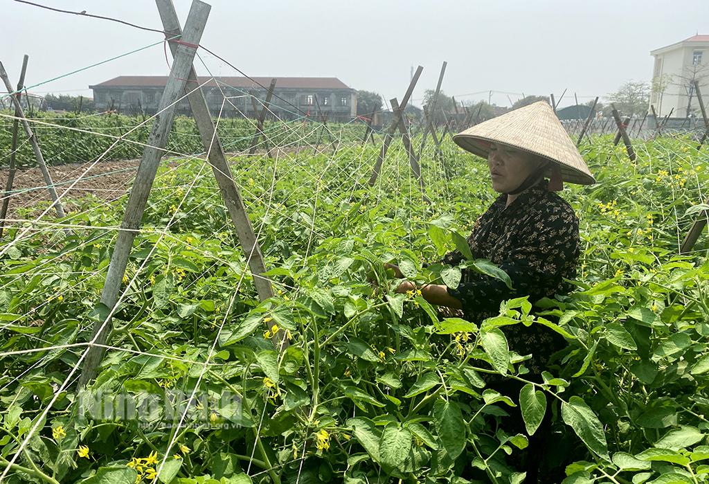 Khánh Hồng: Đẩy mạnh phát triển kinh tế gắn với xây dựng nông thôn mới