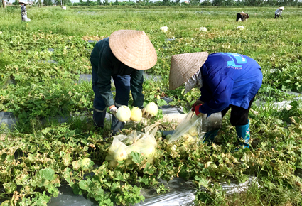 Khánh Hải trồng dưa lê siêu ngọt VietGap cho hiệu quả kinh tế cao